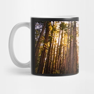 Sunshine shining through redwoods Mug